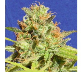 Zkittlez Auto de Original Sensible Seeds