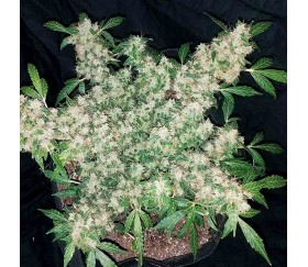 Zkittlez Auto de Original Sensible Seeds