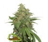 Semillas auto de AK420 Auto de SeedStockers en el catálogo de semillas de marihuana de La Huerta Growshop.