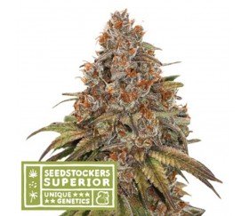 Blackberry Gum Auto de Seedstockers