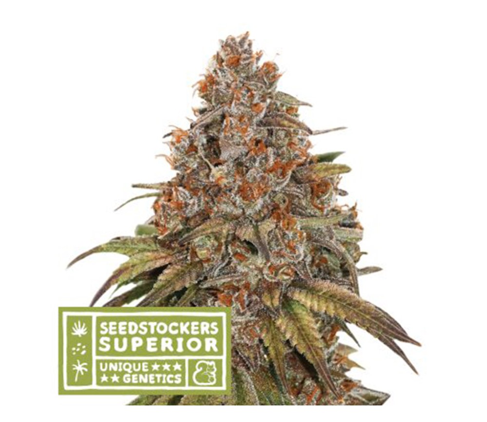 Blackberry Gum Auto de Seedstockers