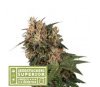 Blackberry Gum de Seedstockers