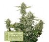 Candy Dawg Auto de Seedstockers