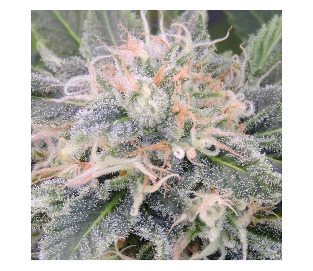 Black Ghost OG - Original Sensible Seeds