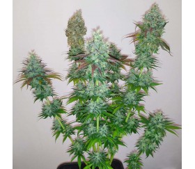 Blueberry Ghost - Original Sensible Seeds