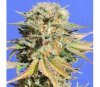 Bruce Banner 3 de Original Sensible Seeds