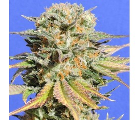 Bruce Banner 3 from Original Sensible Seeds