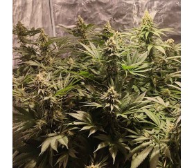 Bruce Banner 3 Fast de Original Sensible Seeds