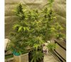 Pure Kush - Original Sensible Seeds