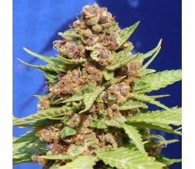 Purple Punch Cookies par Original Sensible Seeds