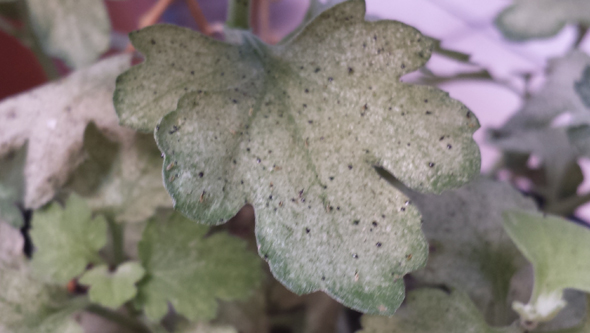 Planta atacada por pulgon