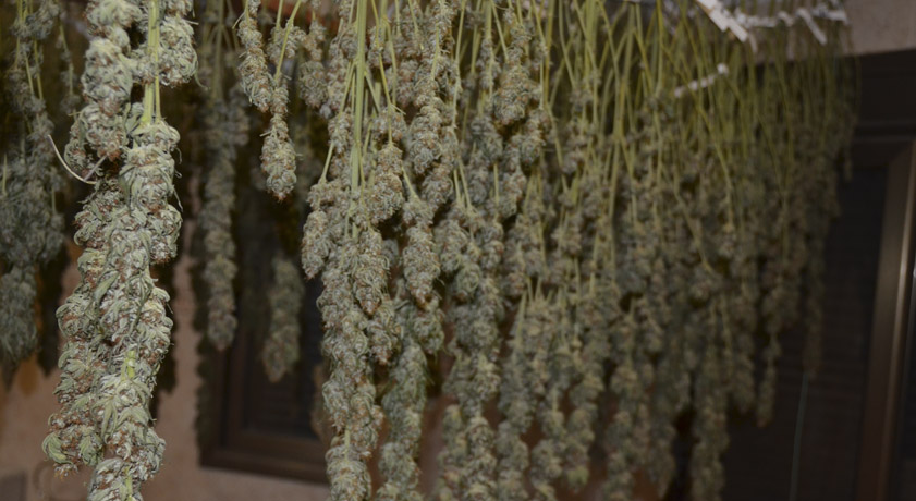Cómo conservar en perfecto estado las semillas de marihuana 