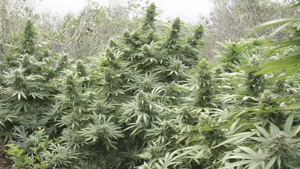 Choisir le meilleur terreau pour le cannabis