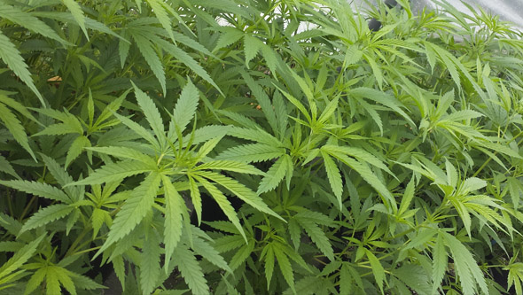 Plantes de cannabis en croissance