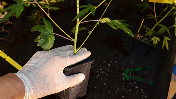 Planta de marihuana lista para trasplantar