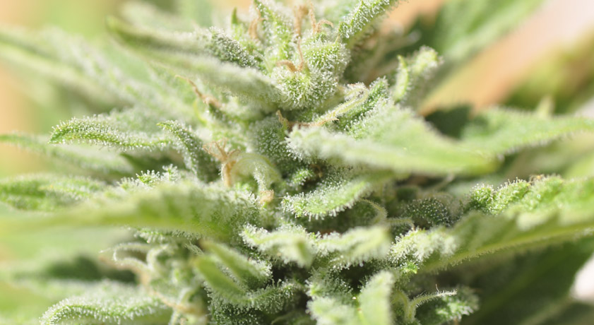 Qué son las semillas de marihuana autoflorecientes?