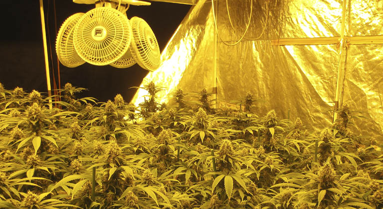 La ventilation dans les cultures de cannabis en intérieur - La Huerta Blog