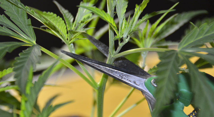 9 trucos fáciles para germinar semillas de marihuana con éxito