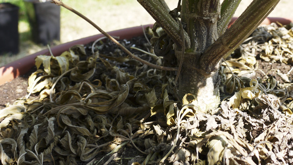 Fusarium bei Cannabis