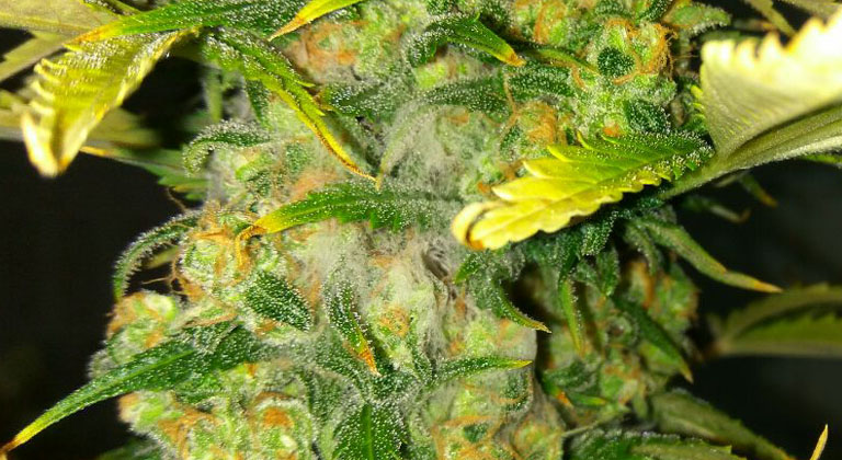 Cómo conservar semillas de marihuana sin que se pudran?