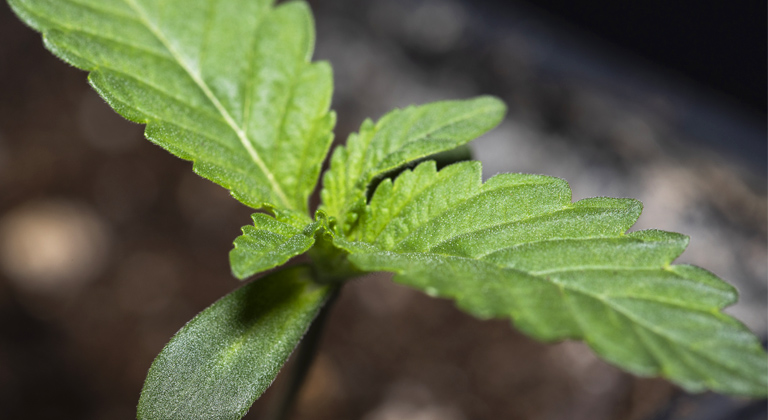 Hasta cuándo se pueden plantar semillas de cannabis en exterior? - Kannabia