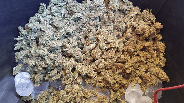 Buy Ice O Lator Hash - Pure and Potent Effects