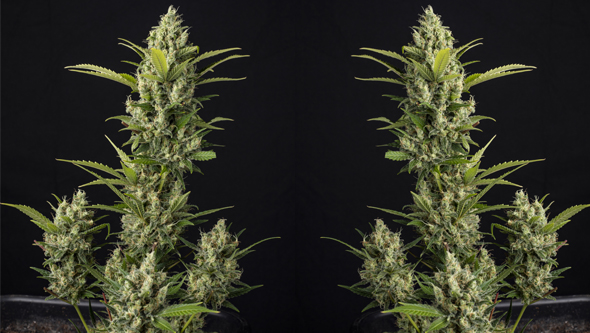 autoflowering marijuana