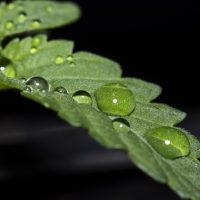 insecticide écologique