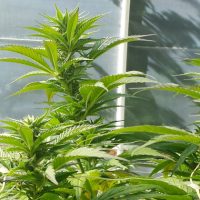 Cultivo de Marihuana: Guía y Consejos para Cultivar en Ecológico - Nostoc  productos microbiológicos