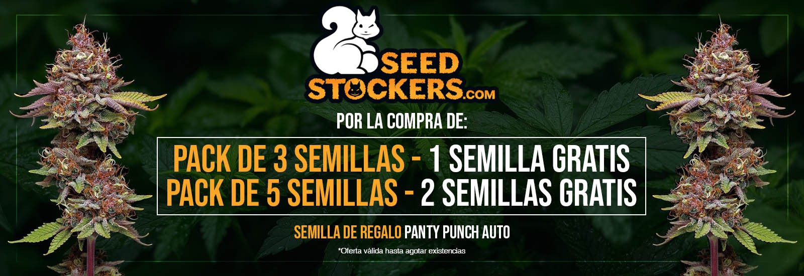 7dfdb8696384c7d4c6d1ce72ff8ec48c9b39161a_seedstockers-semillas.jpg