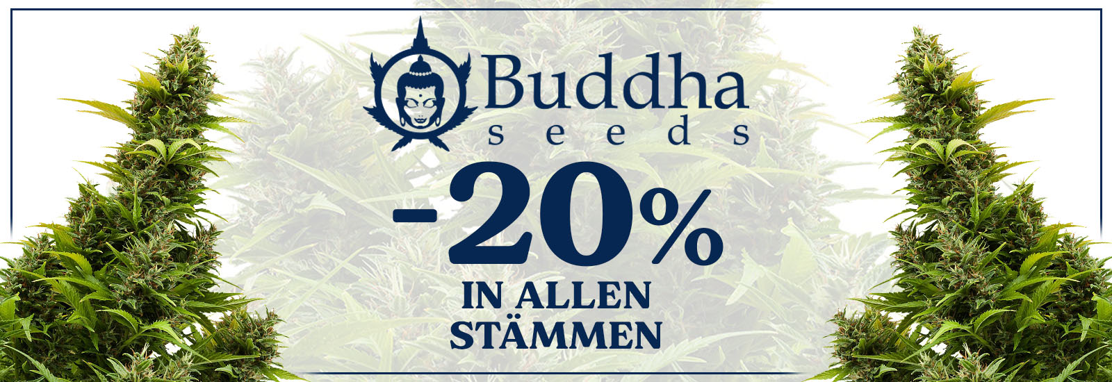 buddha seeds