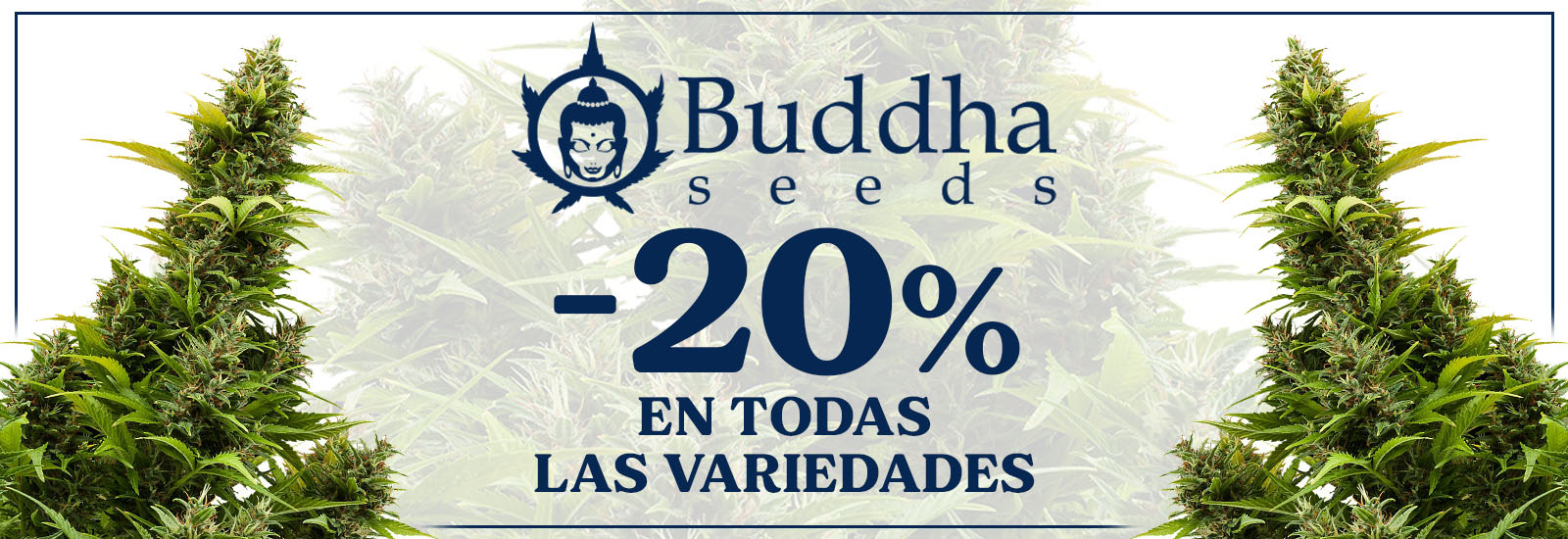 Buddha Seeds