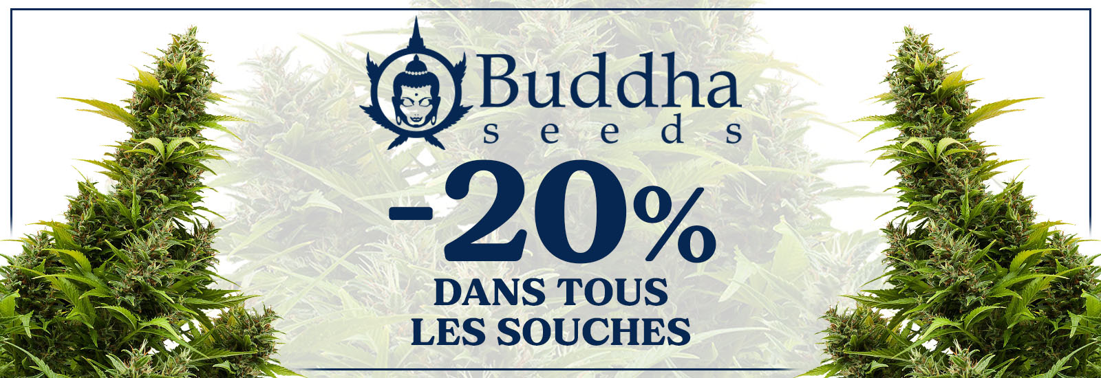 buddha seeds