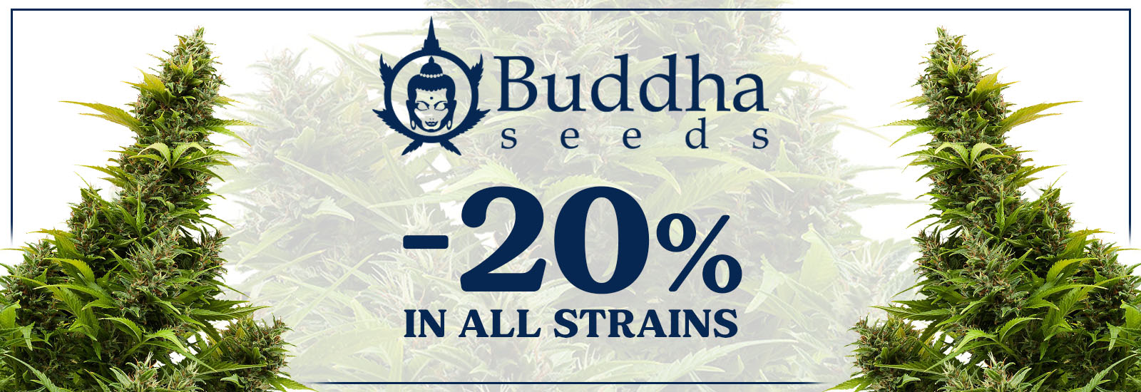 buddha seeds