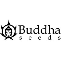 Buddha Seeds