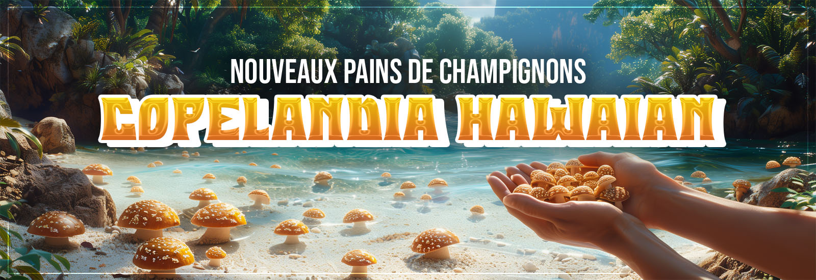 Pains magic champignons