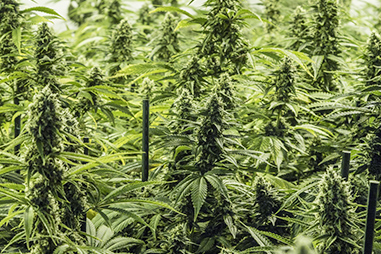 Las variedades de cannabis más extrañas de nuestros bancos de semillas-  Alchimia Grow Shop